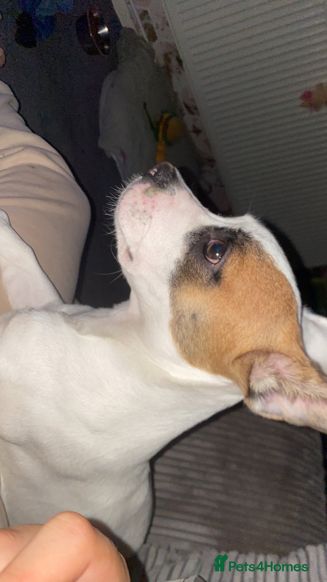 Mixed Breed dogs for sale: Jack Russell/French bulldog - Image 5