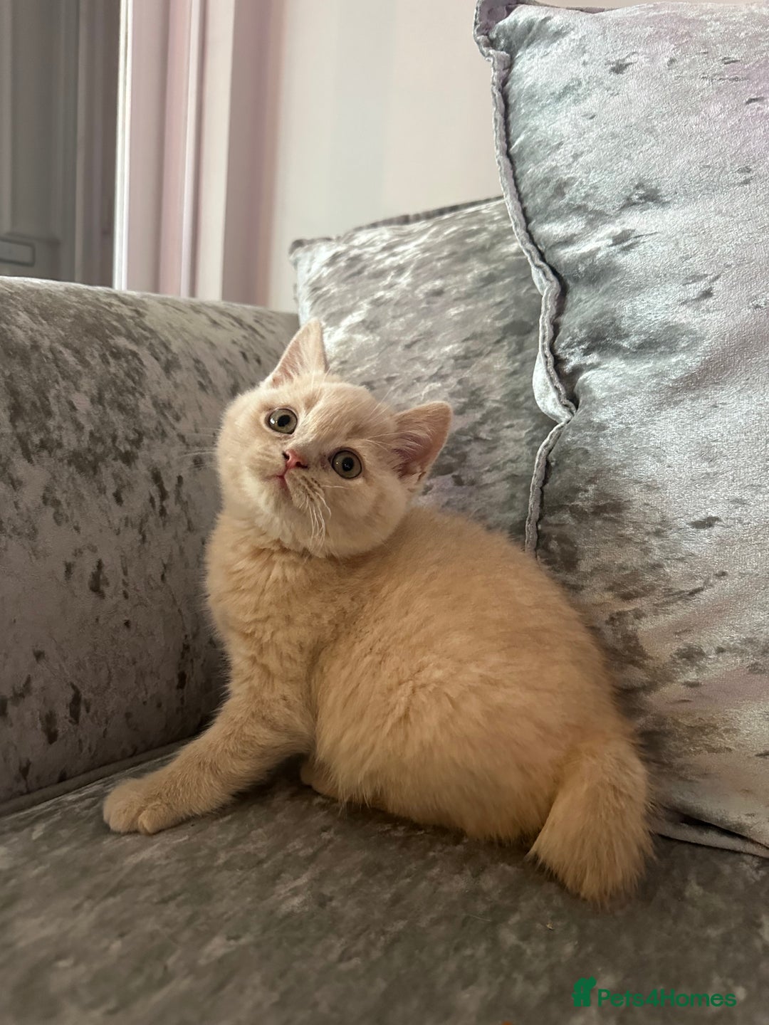 British Shorthair cats for sale: Beautiful Cream British Short hair boy READY NOW - Advert 7