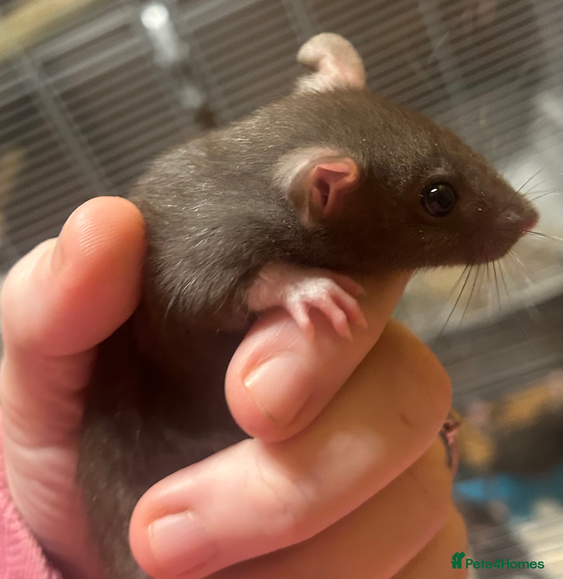 Rat rodents Baby rats - Advert 7