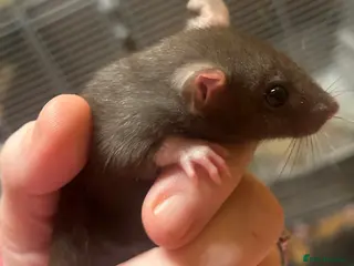 Rat rodents Baby rats - Advert 7