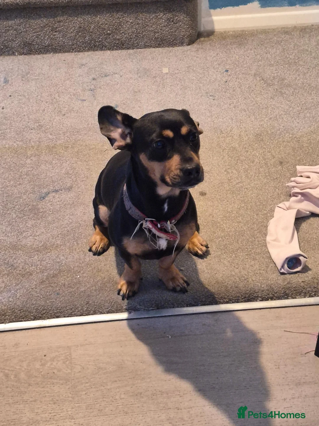 Mixed Breed dogs for sale: Dachshund x frenchie - Advert 4