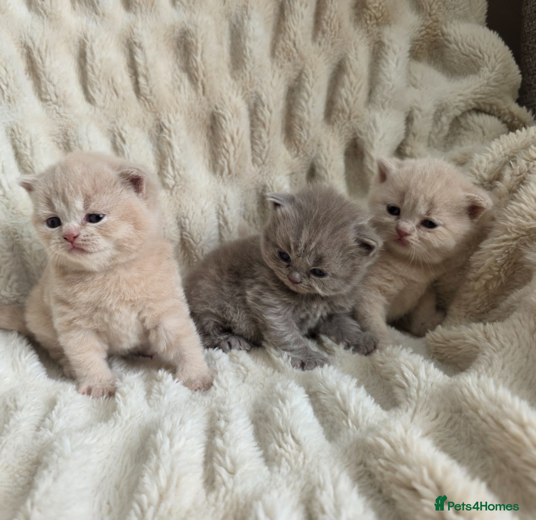 British Shorthair cats for sale: Outstanding quality British shorthair kittens  - Advert 6