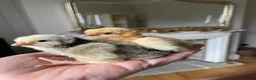 Chickens poultry for sale: 🐣🤍Day old chicks 🤍🐣 lots of breeds  - Advert 7
