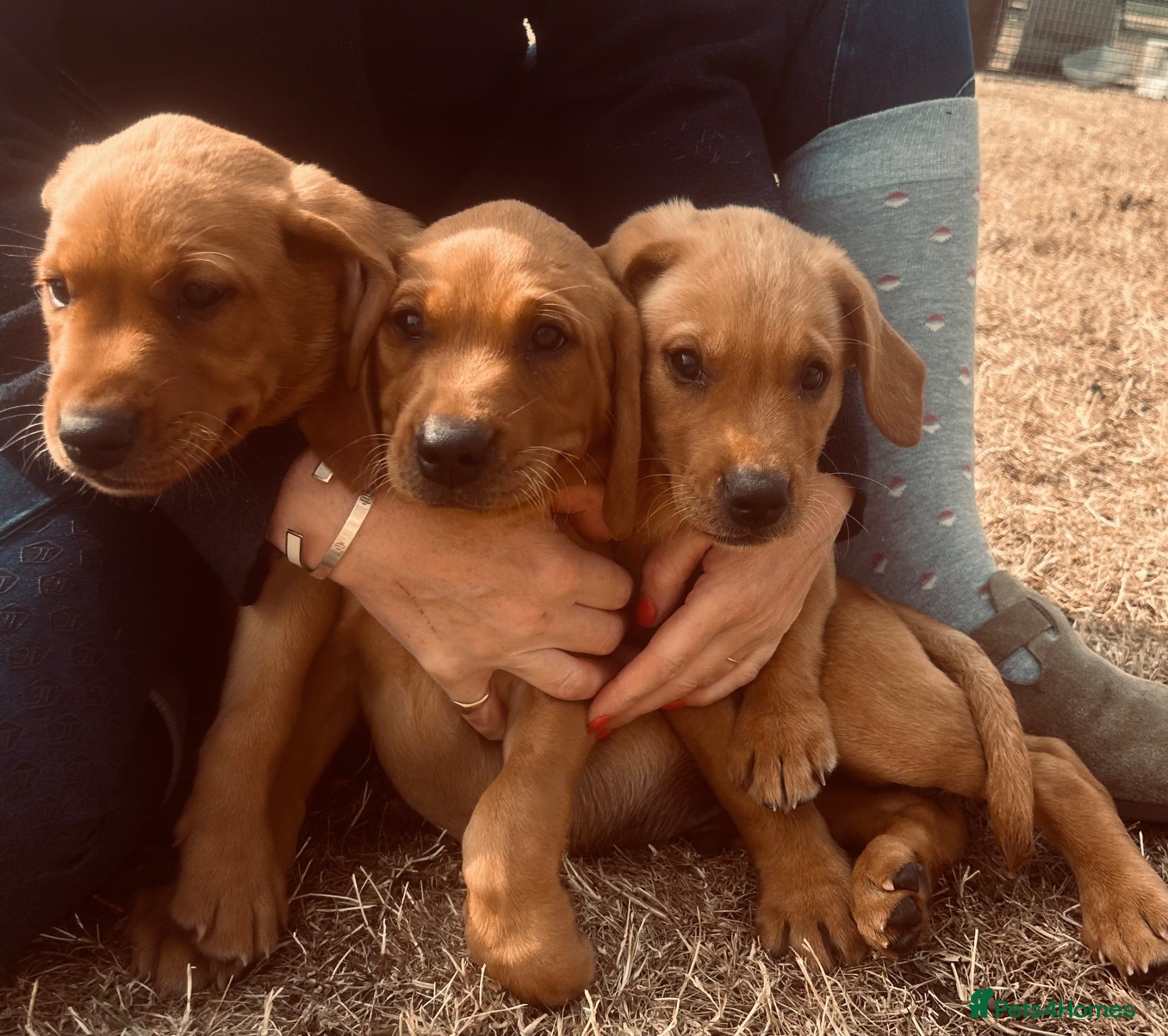 Labrador Retriever dogs Stunning fox red and yellow Family Labrador Pups - Advert 2