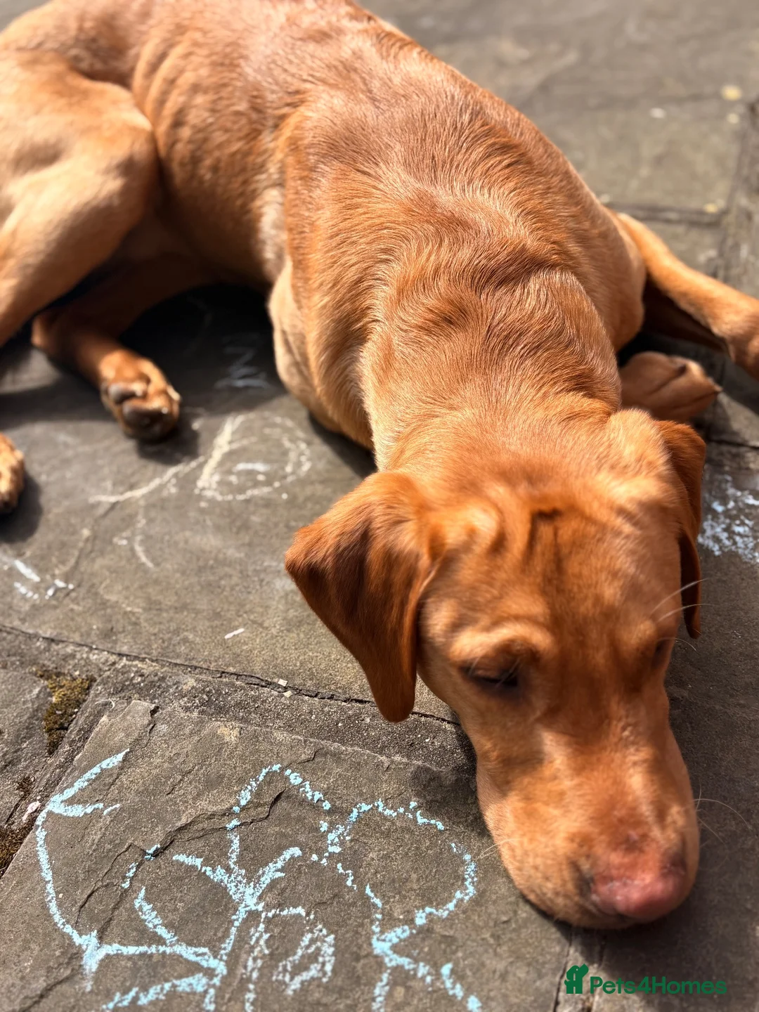Labrador Retriever dogs for stud: Red Fox Labrador for STUD in Dorking - Advert 3