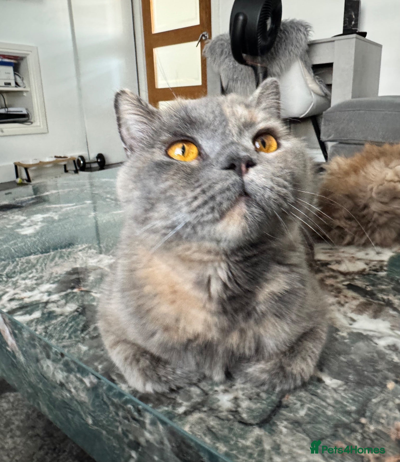 British Shorthair cats Sophie GCCF registered active BSH - Advert 3