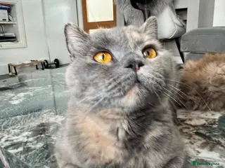 British Shorthair cats Sophie GCCF registered active BSH - Advert 3