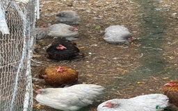 Chickens poultry for sale: Pekin bantam hens pol - Image 2