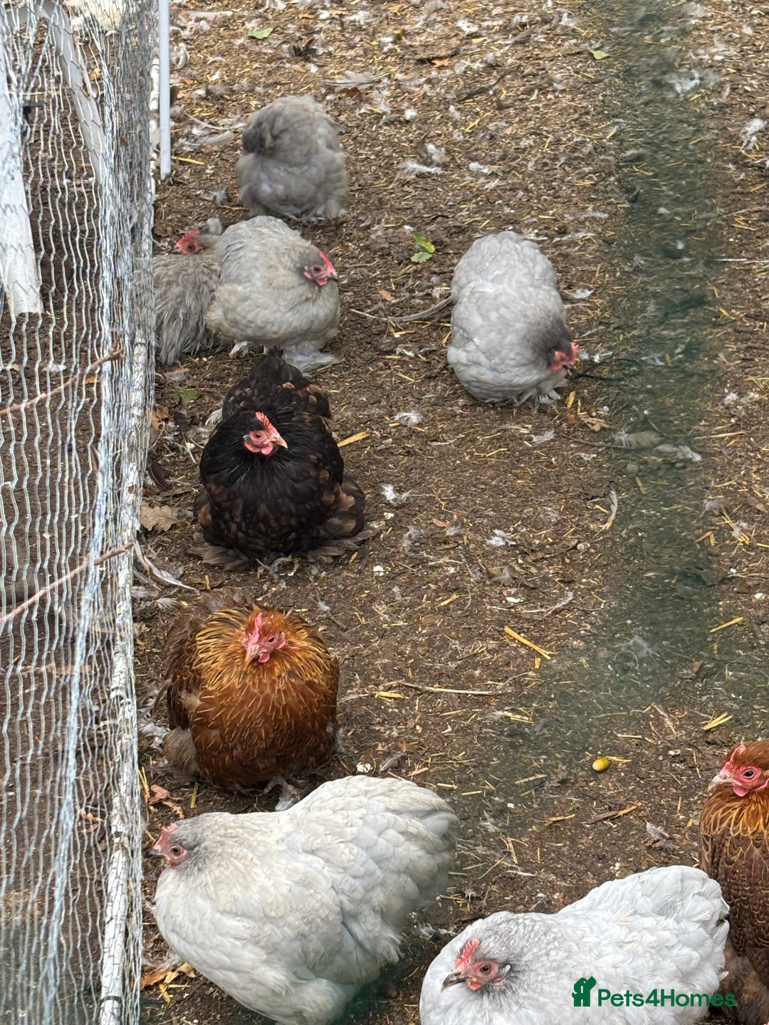 Chickens poultry for sale: Pekin bantam hens pol - Image 2