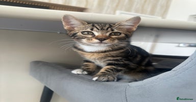 Mixed Breed cats Gorgeous Bengal cross Kittens  - Advert 1