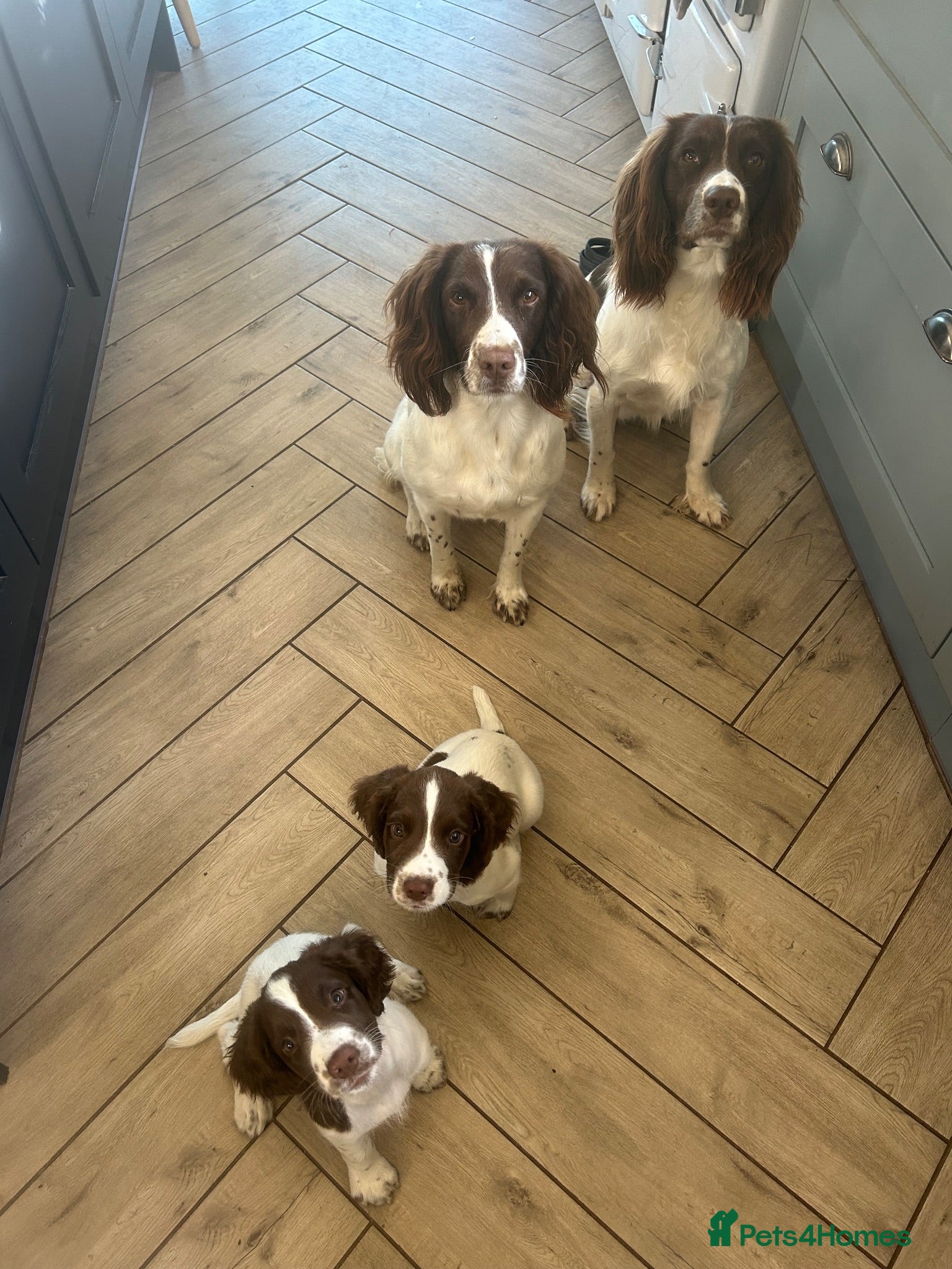 English Springer Spaniel dogs KC Springer Spaniels - Advert 1