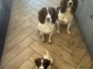 English Springer Spaniel dogs KC Springer Spaniels - Advert 1