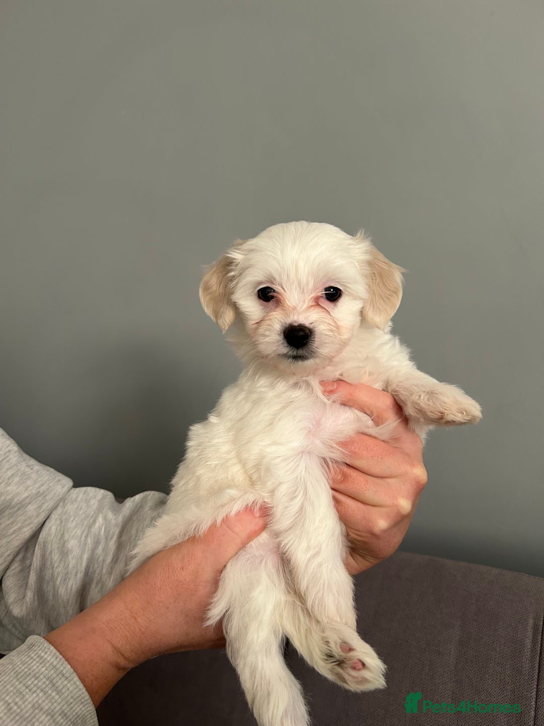 Mixed Breed dogs for sale: 4 Beautiful Maltichon Puppies. - Advert 5