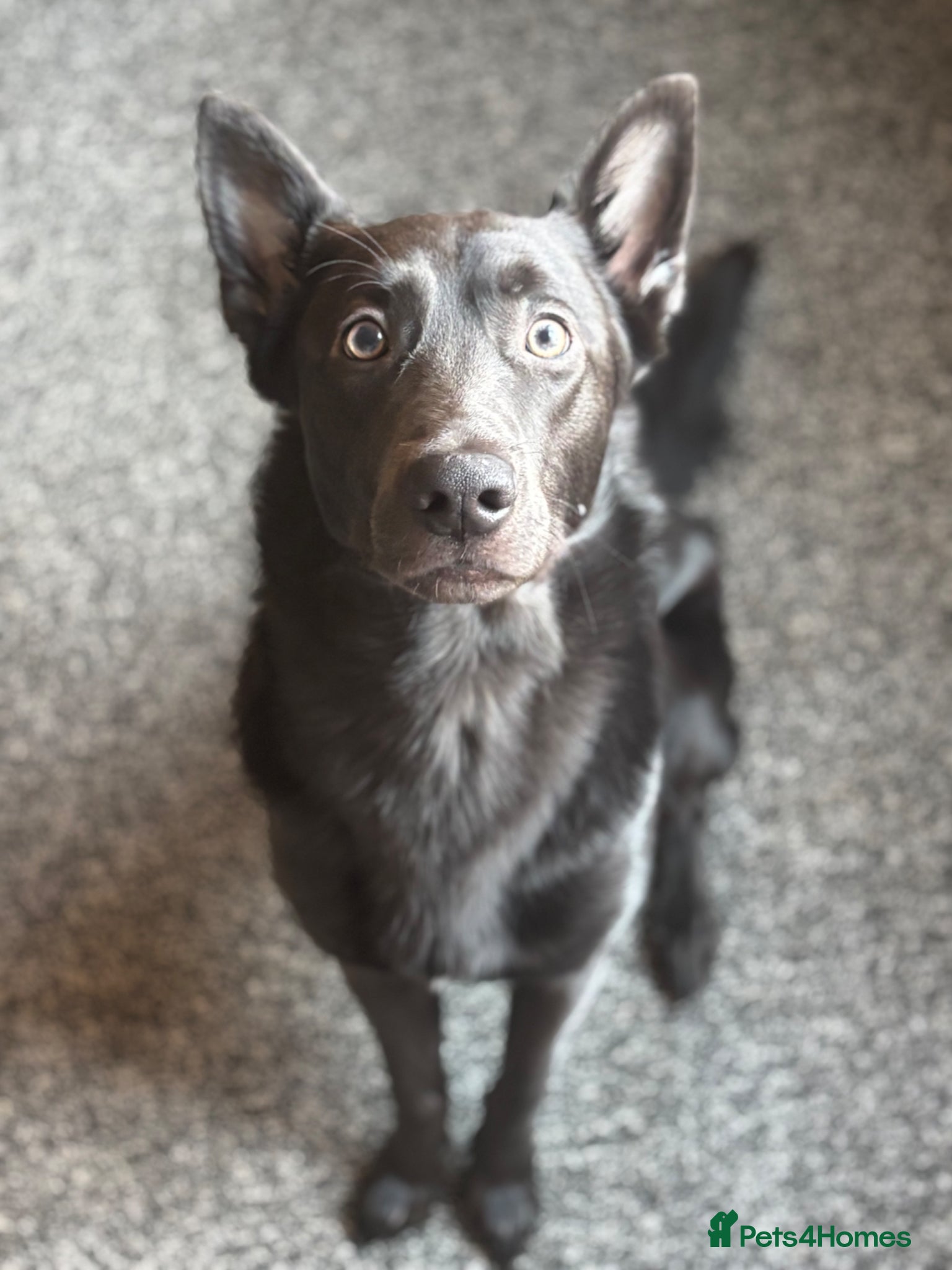 Belgian Shepherd Dog dogs Dark grey Belgian Shepard - Advert 2