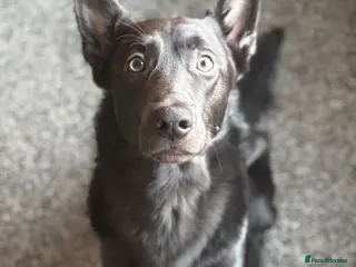 Belgian Shepherd Dog dogs Dark grey Belgian Shepard - Advert 1