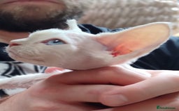 Devon Rex cats for sale: 🥰Leo lilac point with blue eyes Ready now - Image 2