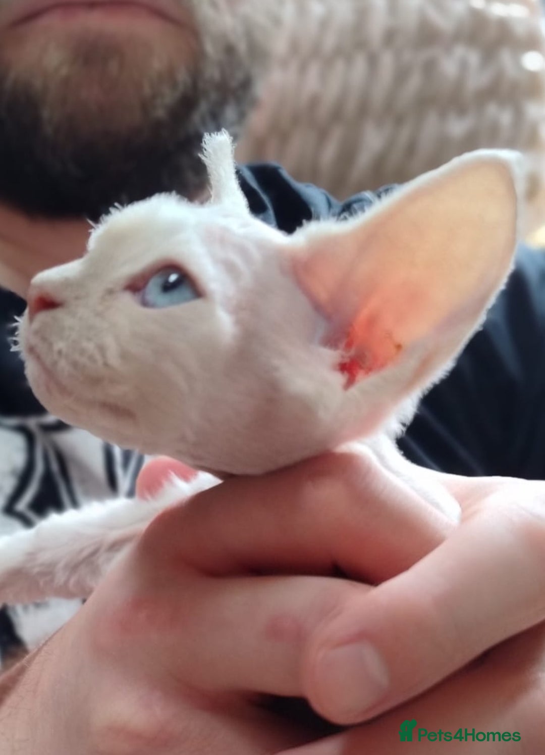 Devon Rex cats for sale: 🥰Leo lilac point with blue eyes Ready now - Image 2