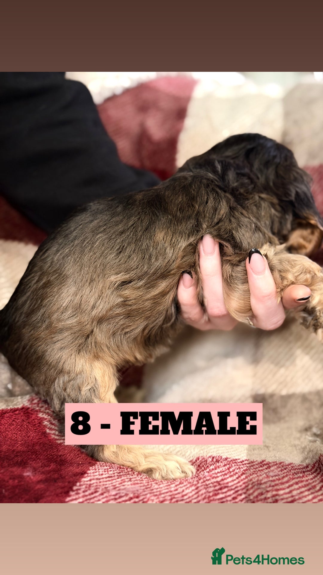 Cockapoo dogs for sale: BEAUTIFUL F2 COCKAPOO PUPPIES - 4 BOYS AND 4 GIRLS - Advert 27