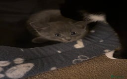 Mixed Breed cats for sale: Beautiful kittens ready for 5/11/28 - Image 23
