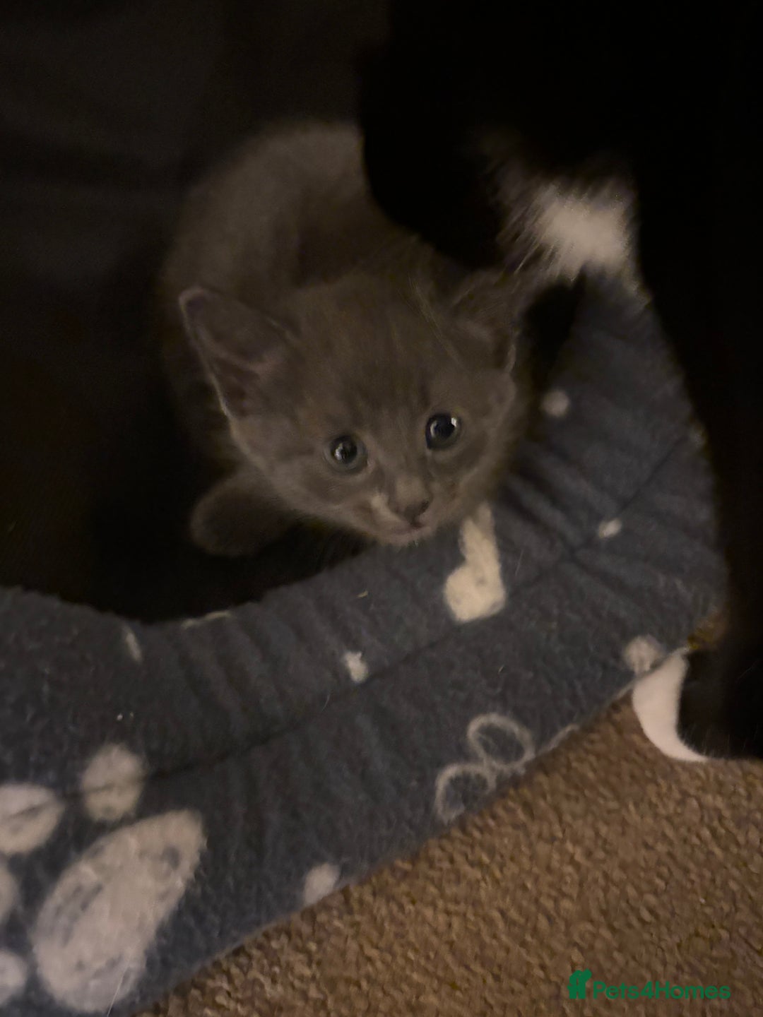 Mixed Breed cats for sale: Beautiful kittens ready for 5/11/28 - Image 23