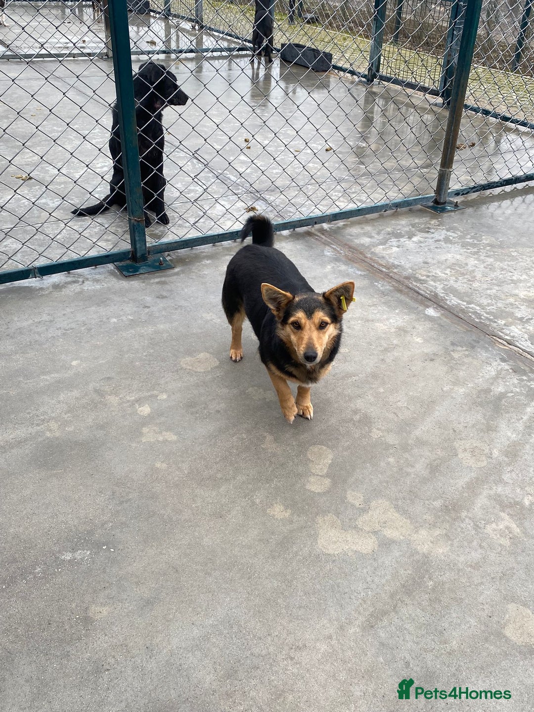 Mixed Breed dogs for adoption: Rolly Rose, 4 yrs approx. Available for adoption. - Advert 2