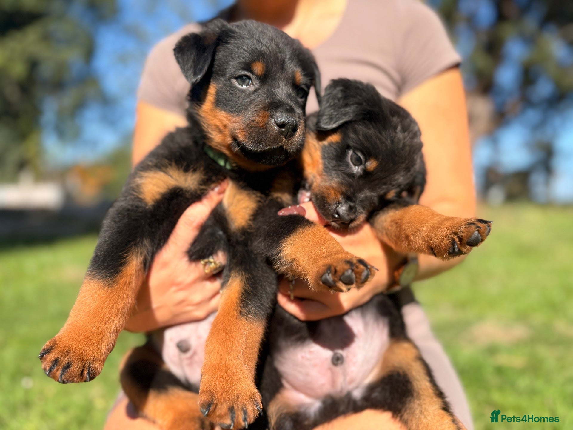 Rottweiler dogs 🐾 EXCEPTIONAL ROTTWEILER PUPPIES LAST FEW - Advert 11