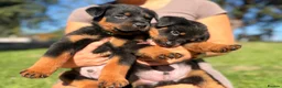 Rottweiler dogs for sale: Female left  - Advert 3