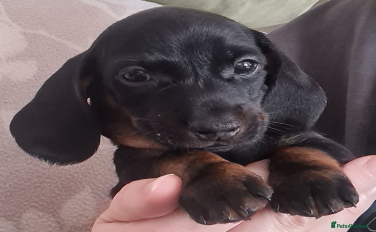 Miniature Dachshund dogs - Advert 11