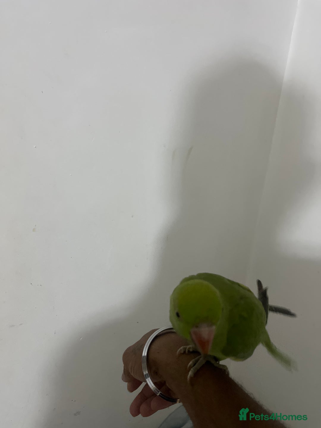 Parrots birds for sale: Ring neck parrot  - Advert 3