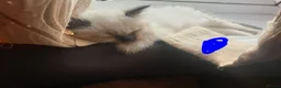 Ragdoll cats for sale: 4 x Fluffy Ragdoll Chocolate Sealpoint kittens - Advert 22