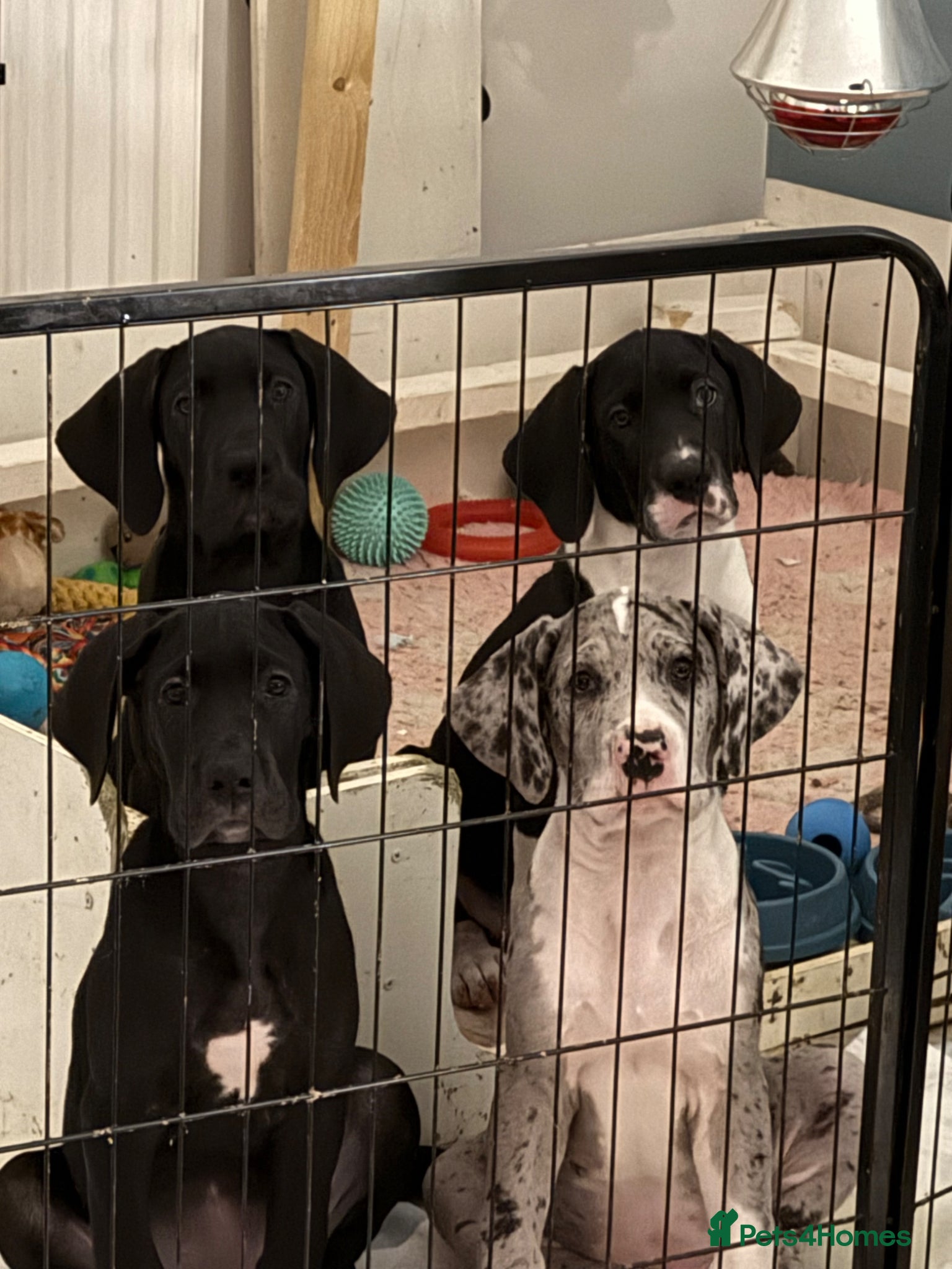 Great Dane dogs Last remaining stunning little girl Great Dane - Advert 1