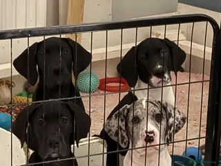 Great Dane dogs Last remaining stunning little girl Great Dane - Advert 1