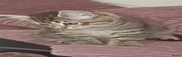 Mixed Breed cats for sale: Kittes  in Huddersfield - Advert 5