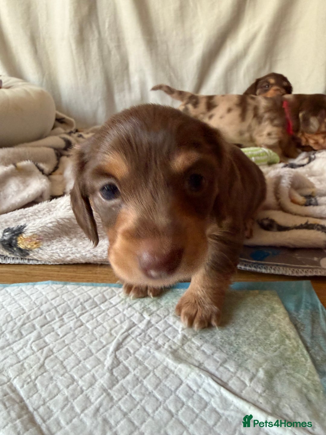 Miniature Dachshund dogs for sale: Long haired miniature dachshund puppy's - Advert 3