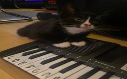 Mixed Breed cats for sale: Kittens Ready for new homes - Image 8