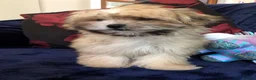 Malshi dogs for sale: shihtzu x maltese puppies for sale  - Advert 5