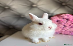 Netherland Dwarf rabbits for sale: rochelles_rabbits pure ND babies for sale - Image 18