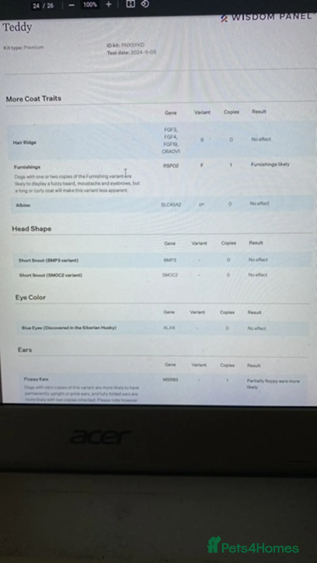 Cockapoo dogs for stud: DNA tested F1 Cockapoo stud  in London - Advert 19