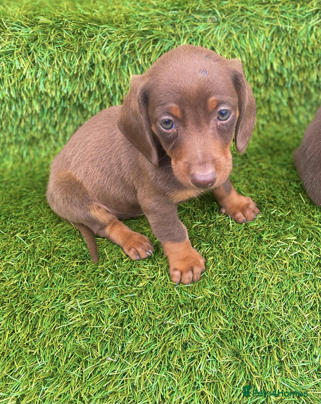 Miniature Dachshund dogs for sale: Miniature daschunds - Image 6