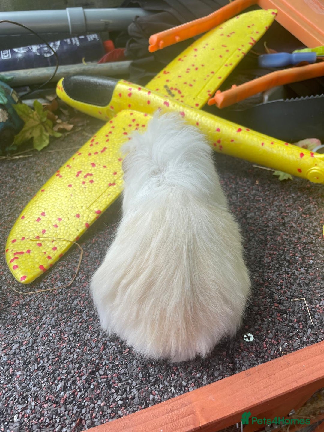 Guinea Pig rodents for sale: Peruvian cross Silkie baby gunieapigs  - Image 17