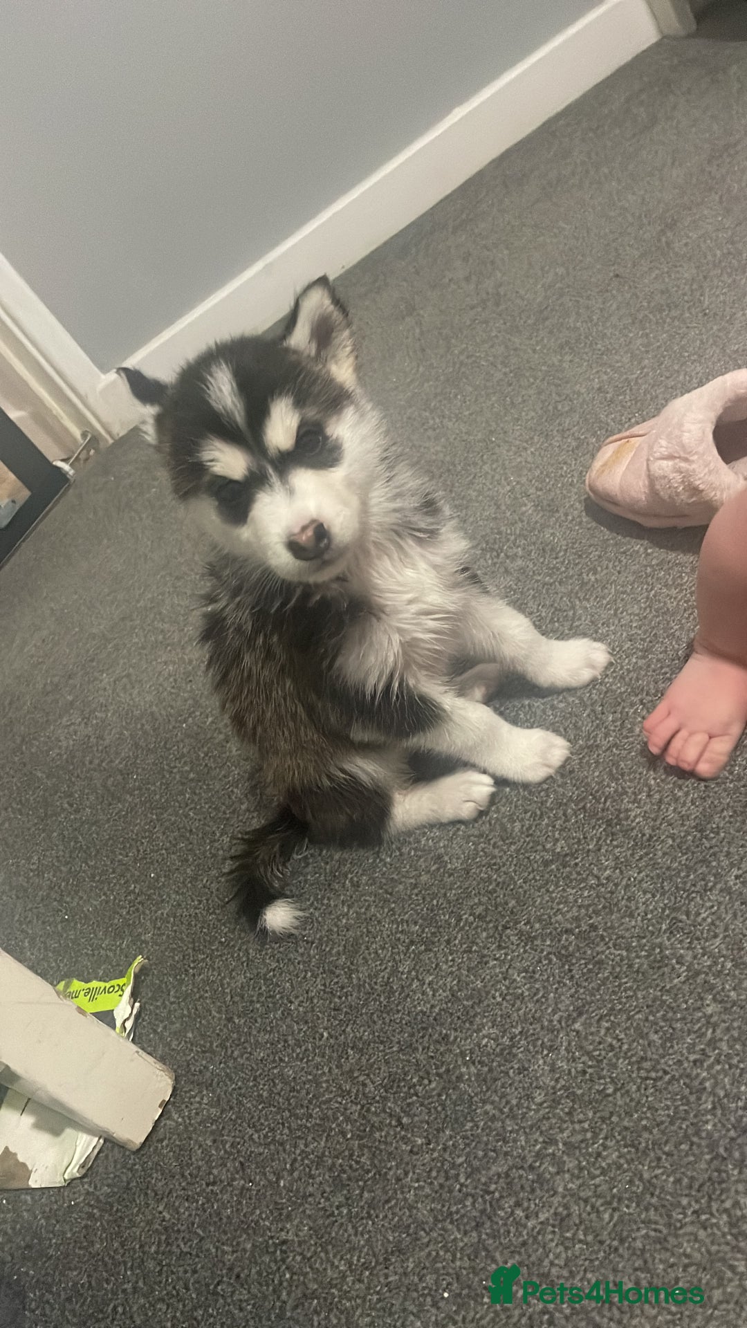 Siberian Husky dogs for sale: Last girl left stunning 8 weeks - Image 2