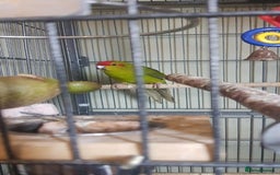 Cockatiels birds for sale: Cockatiels budgies and kakarikis for sale  - Image 7