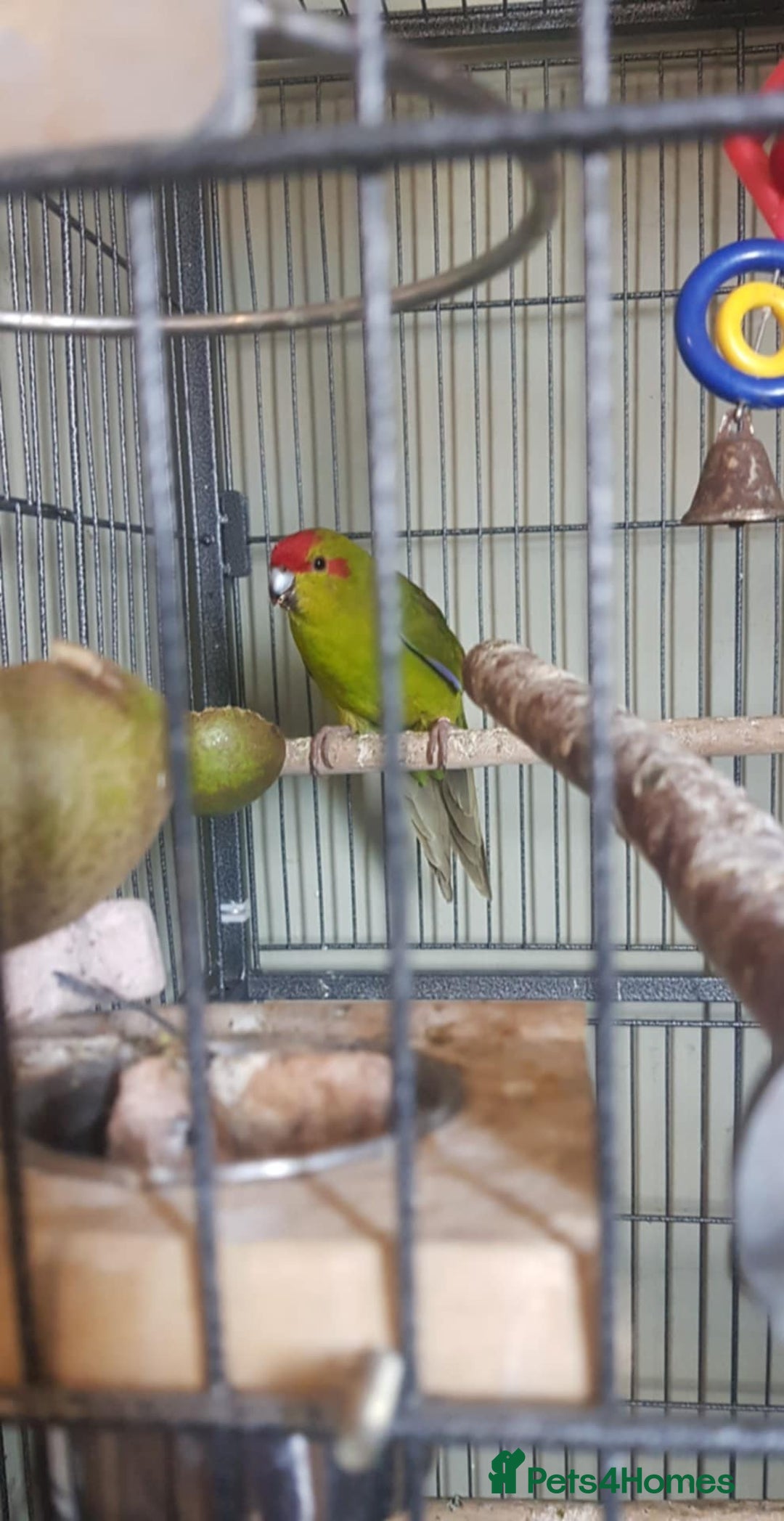 Cockatiels birds for sale: Cockatiels budgies and kakarikis for sale  - Image 7