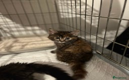 Ragdoll cats for sale: Lilly and poppy  - Image 3