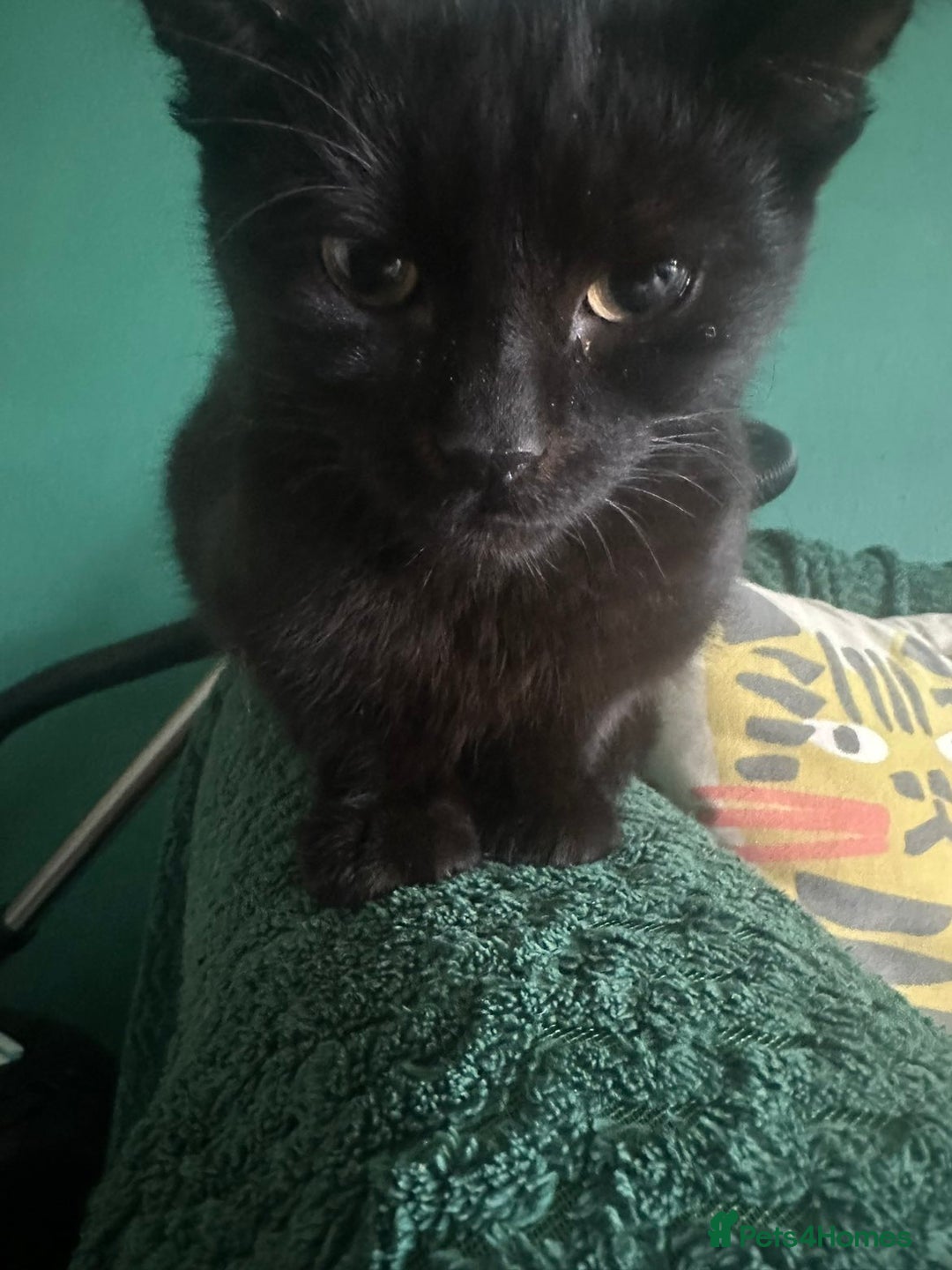 Mixed Breed cats for sale: 5 Male Mixed Cats - Image 4