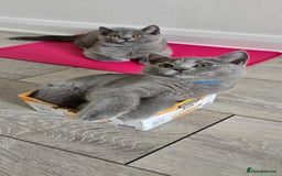 British Shorthair cats for sale: British Blue Shorthair - Image 7