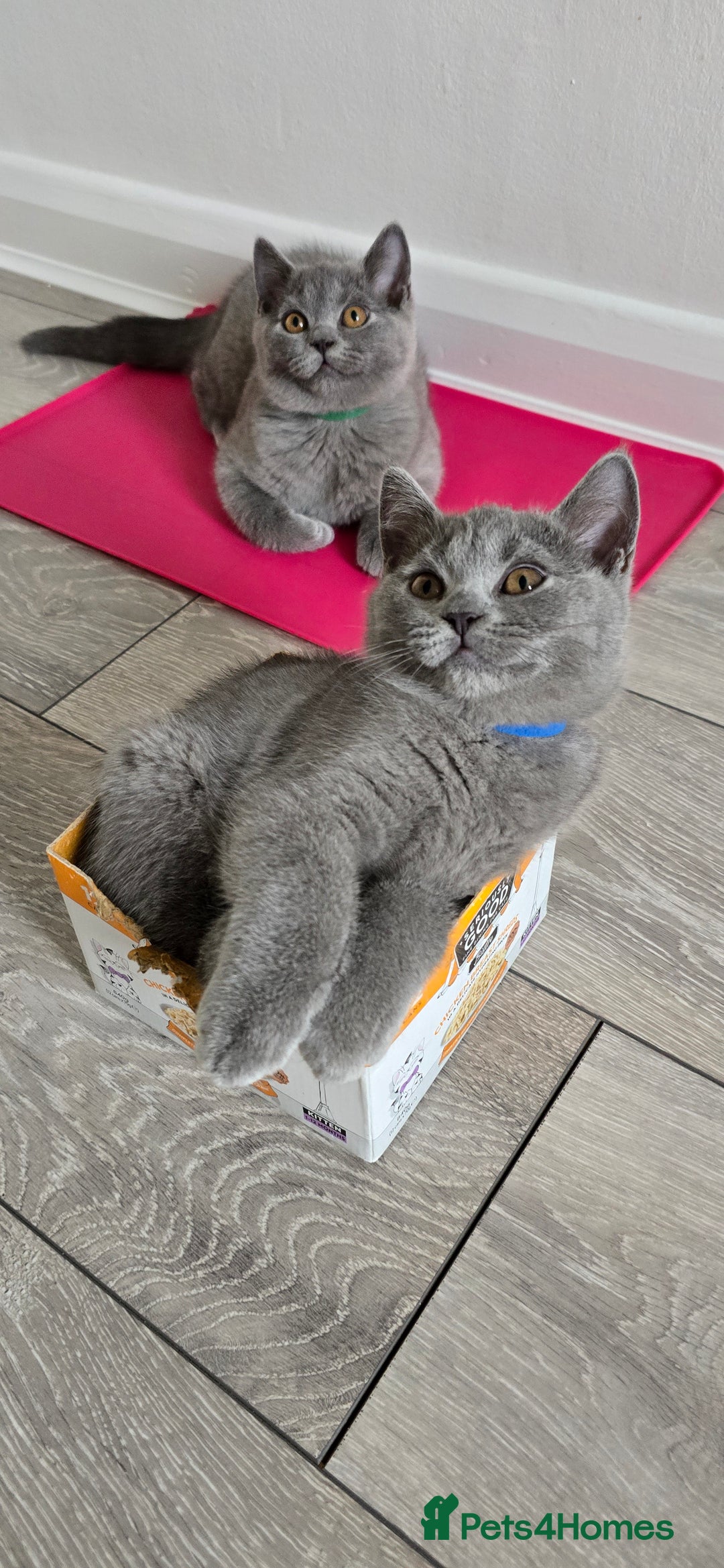 British Shorthair cats for sale: British Blue Shorthair - Image 7