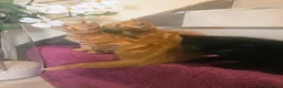 Mixed Breed cats for sale: Beautiful Male Kittens  in Glasgow - Advert 4