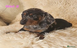 Miniature Dachshund dogs for sale: 6 adorable miniature dashund puppy’s  - Image 6