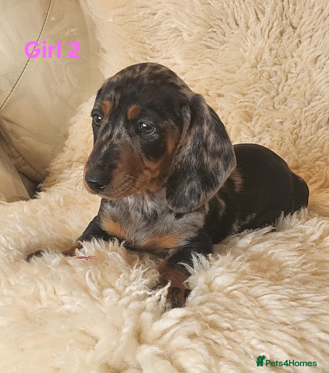 Miniature Dachshund dogs for sale: 6 adorable miniature dashund puppy’s  - Image 6